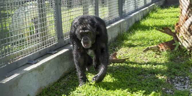 tonka rescued arrives sanctuary