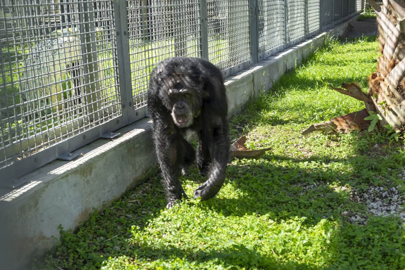 Tonka the Chimpanzee Rescued