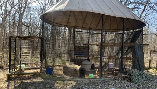 Rocky the Coyote Paces in a Tiny Cage—Act Now!