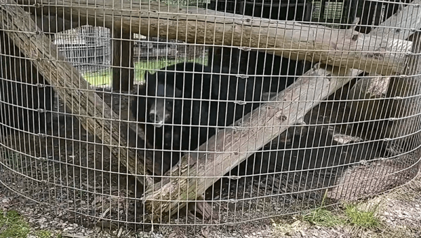 Bears Crammed in Tiny Cages at ‘T&D’s Cats of the World’—Take Action Now!