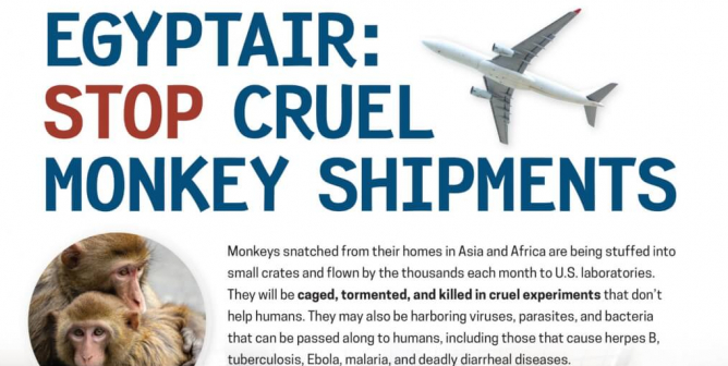 (VICTORY!) EgyptAir: Stop Cruel Monkey Shipments (Print)