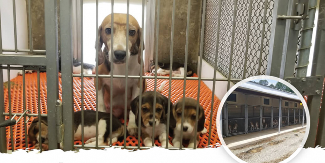 (VICTORY!) Feds Sue Operator of Dog-Breeding Facility and Seize 145 Beagles (Envigo)