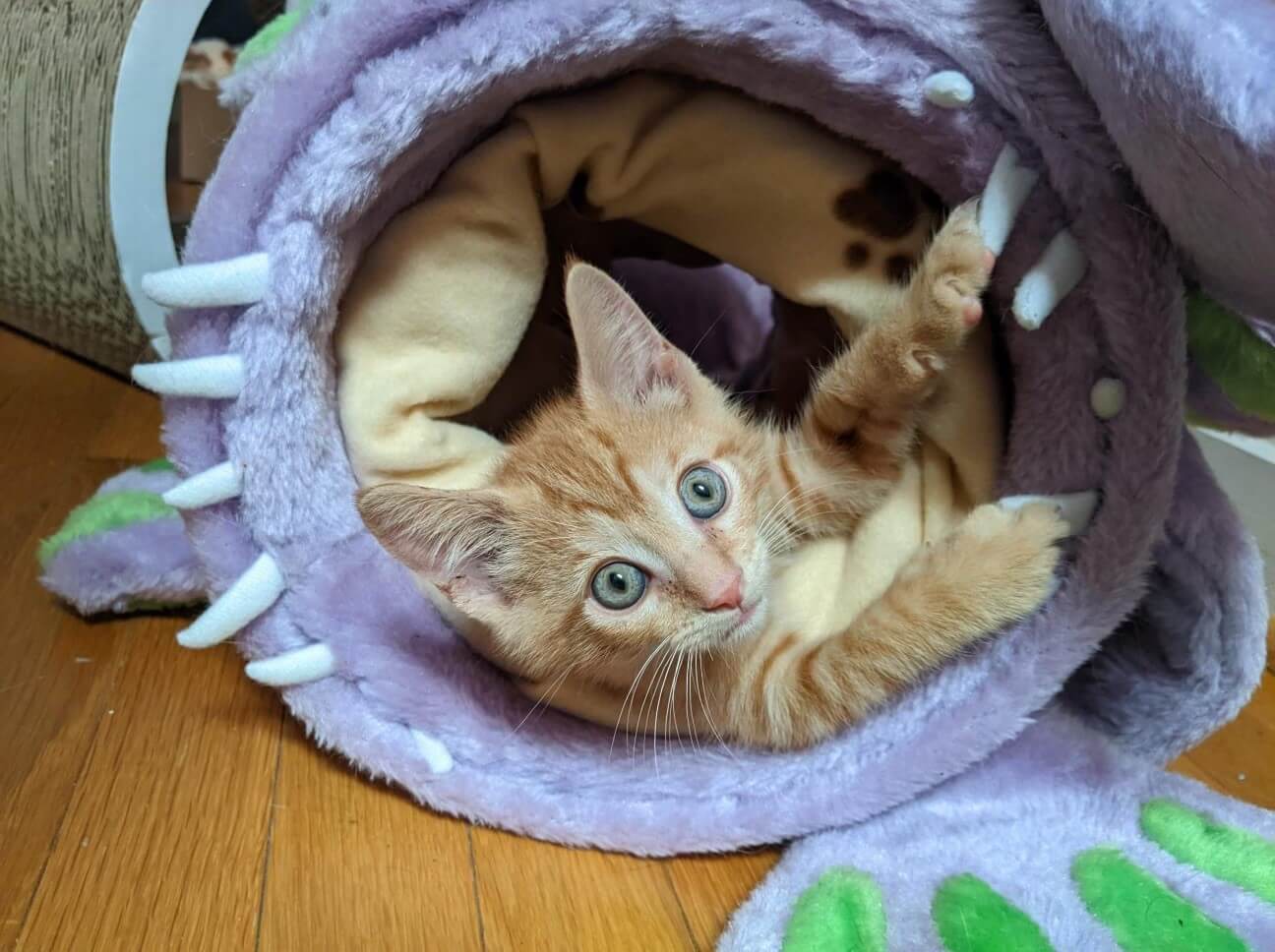 rescued kitten finnegan