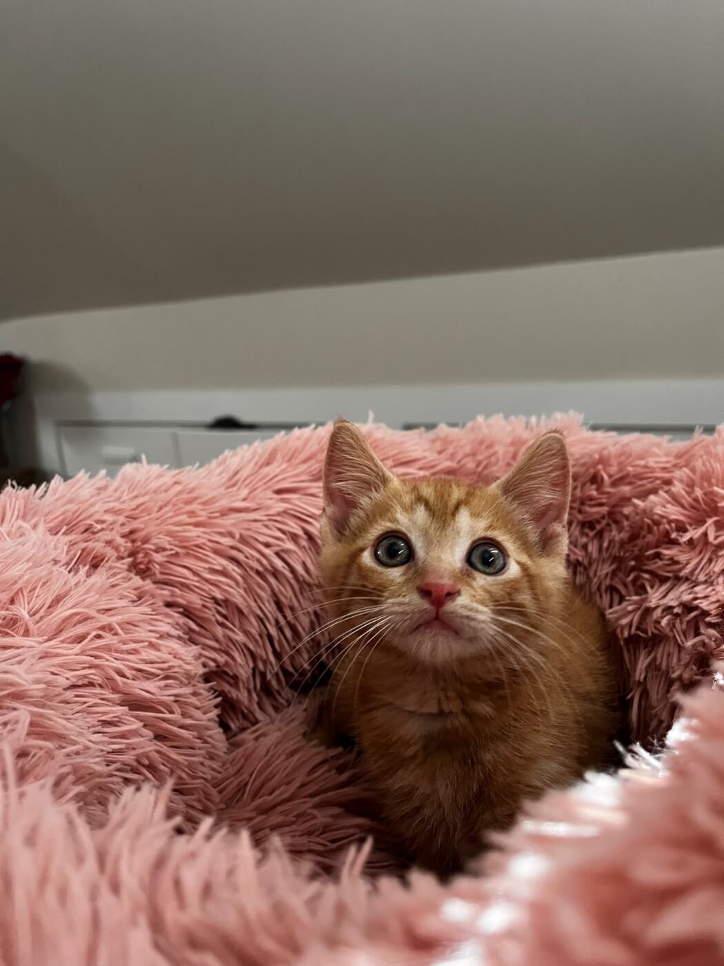 rescued kitten finnegan
