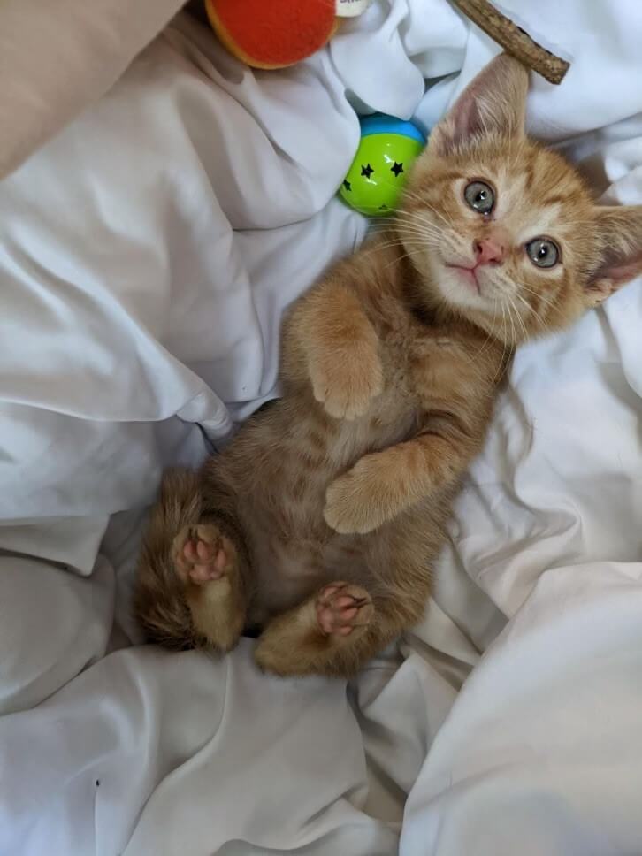 rescued kitten finnegan