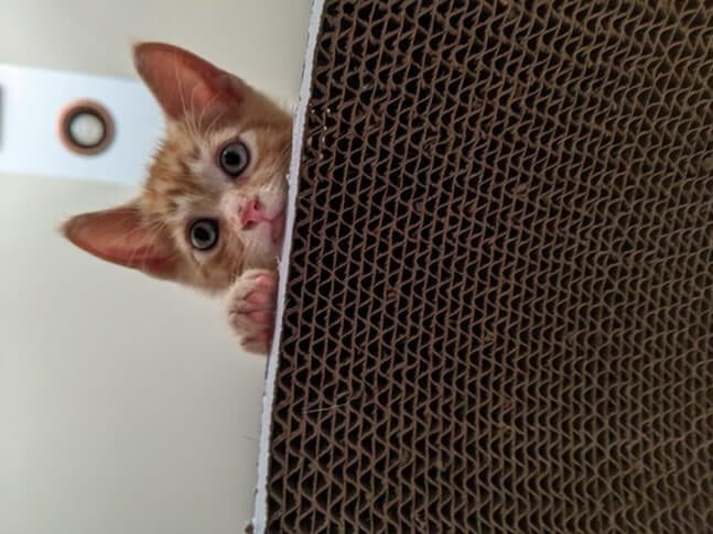 rescued kitten finnegan