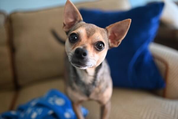 Henry sits on a sofa and tilts his head