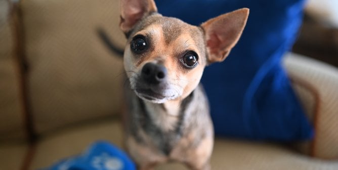 Henry sits on a sofa and tilts his head