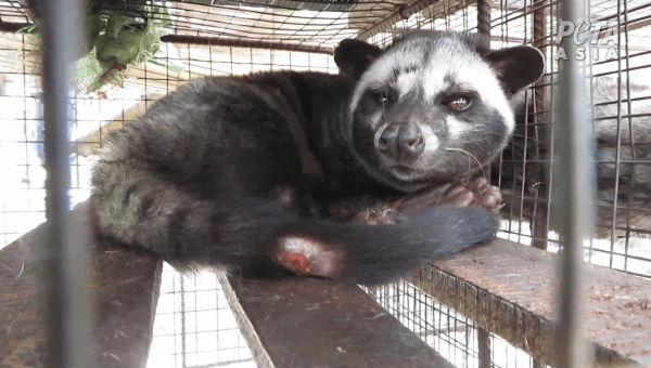 Civet Cats Suffer for Kopi Luwak Coffee—Urge These Companies to Act Now