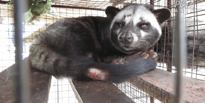 Civet Cats Suffer for Kopi Luwak Coffee—Urge These Companies to Act Now