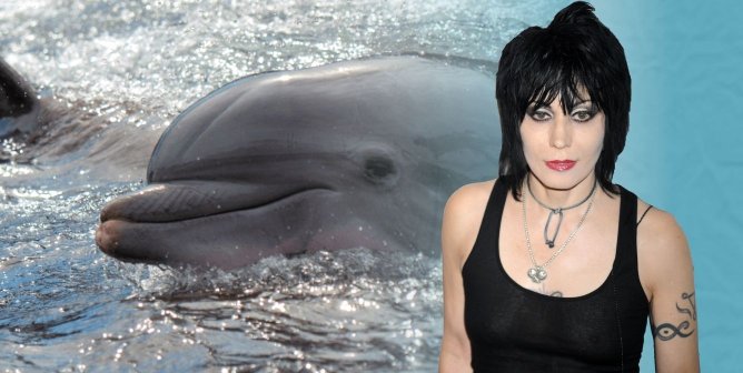 Joan Jett speaks out for dolphins at SeaWorld