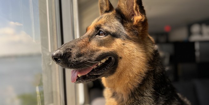 Meet the Dog Who Helped Inspire a National News Story: Lady, Finally Unchained