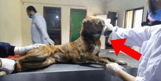 dog on operating table