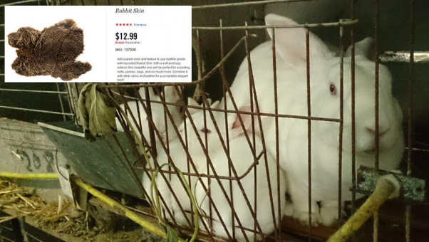 Rabbits in a cage at a fur farm