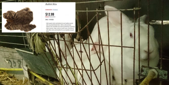 Rabbits in a cage at a fur farm