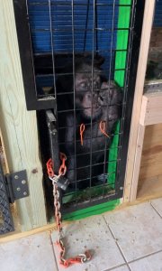 ‘Chimp Crazy’ Villain Tonia Haddix SENTENCED! | PETA