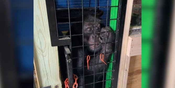 Tonka, the Once-Missing Chimpanzee Rescued by PETA, Arrives at Sanctuary