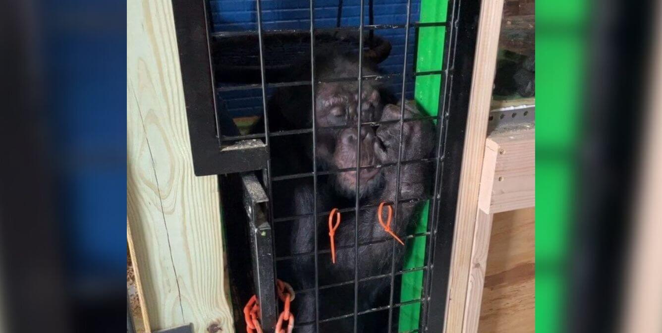 Rescued Chimpanzee Tonka Arrives at Sanctuary | PETA