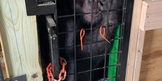 tonka chimpanzee found and transported to sanctuary