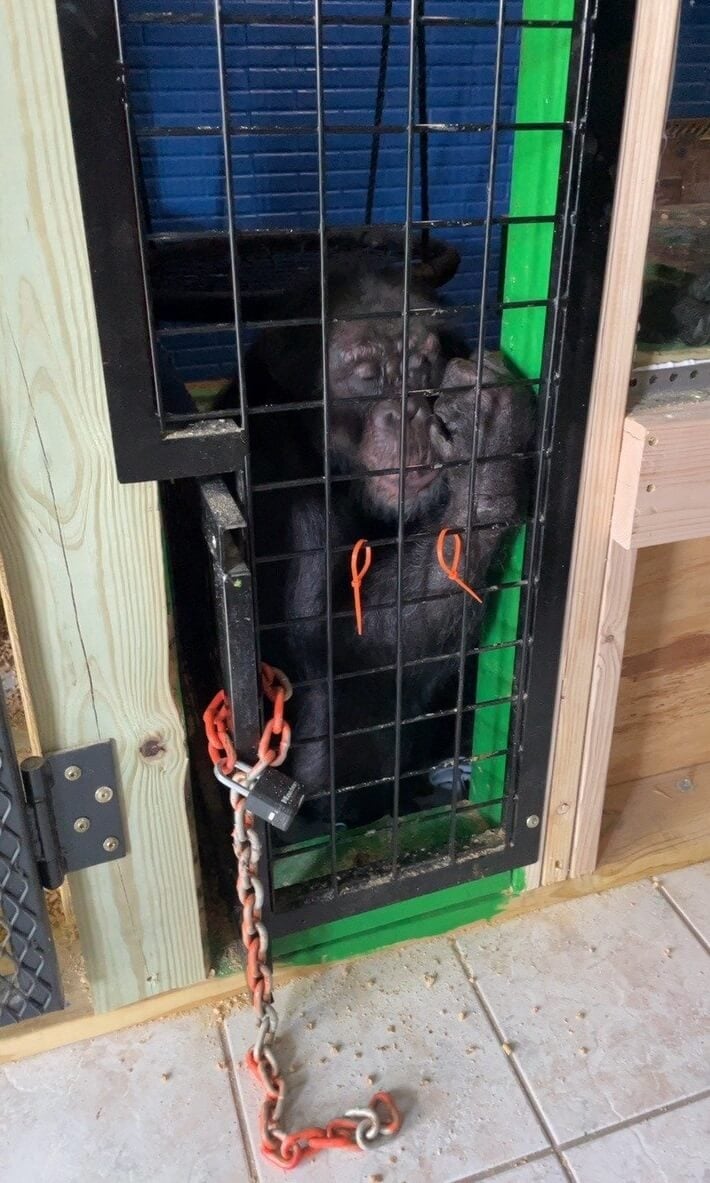 tonka chimpanzee found and transported to sanctuary