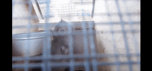 gif of monkeys being transported by airplane in wooden boxes