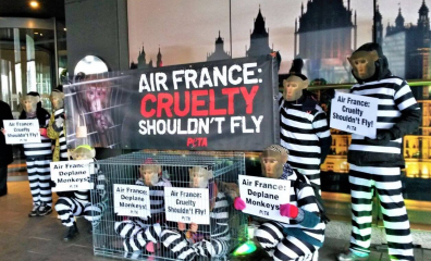 Victory! Air France to Ban Transport of Monkeys Following Mile-High PETA Campaign