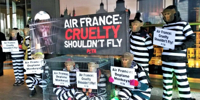 Victory! Air France to Ban Transport of Monkeys Following Mile-High PETA Campaign