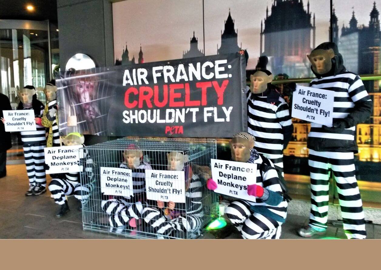 Victory! Monkeys Will No Longer Be Transported by Air France | PETA