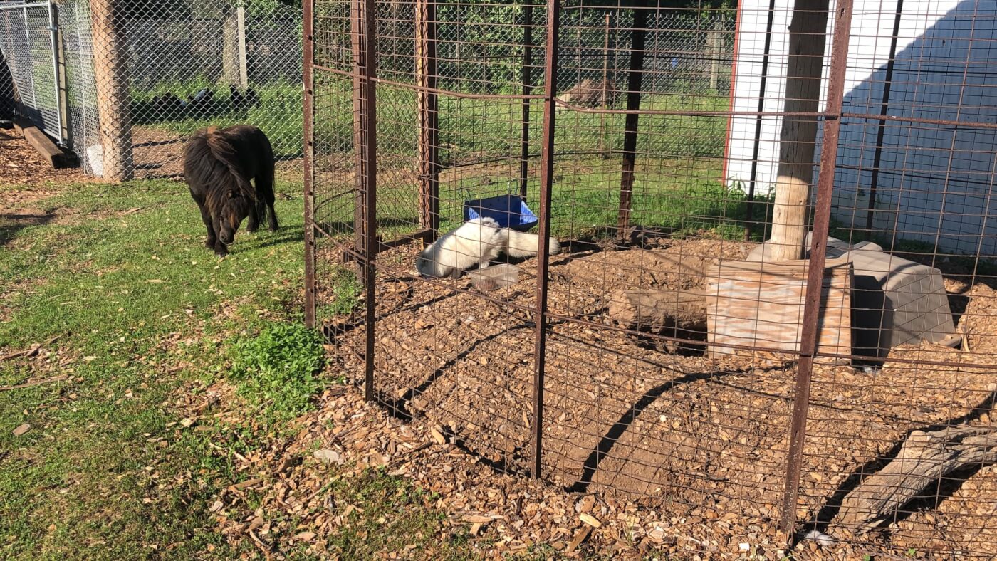 arctic fox at Animal Haven Zoo