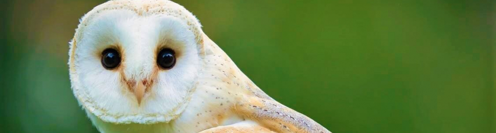 Barn owl on green background