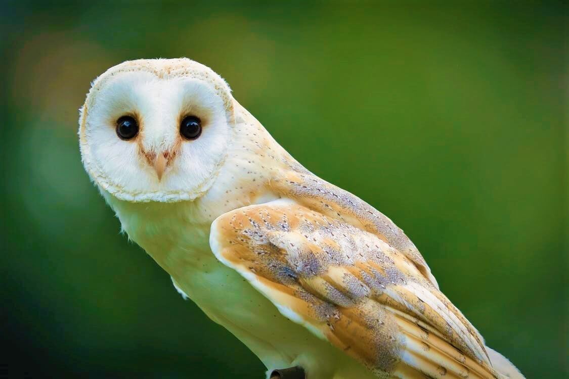 Barn owl on green background