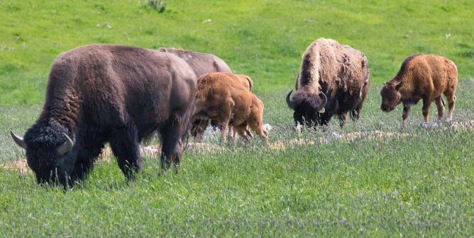 Woman Gored After Approaching Bison at Yellowstone