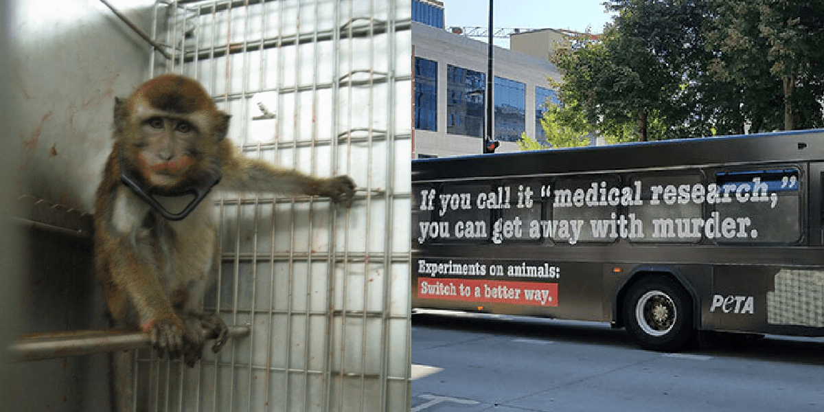 Covance Subpoenaed Over Alleged Monkey Trafficking | PETA