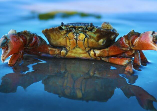 PETA Rapid Action: Quick Ways to Help Crabs and Lobsters