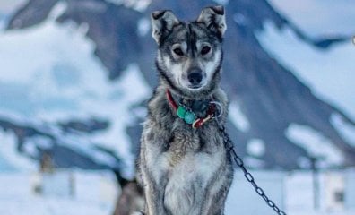 Iditarod Mushers Openly Show Cruel Treatment—What Do They Do off Camera?