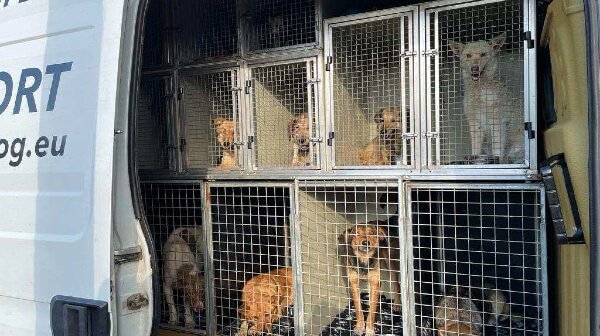 Dogs in crates being rescued