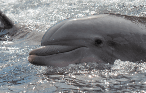 Dolphin at seaworld