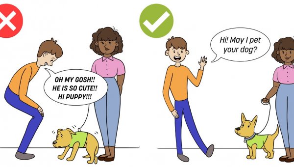 How to Greet a Dog: Do’s and Don’ts