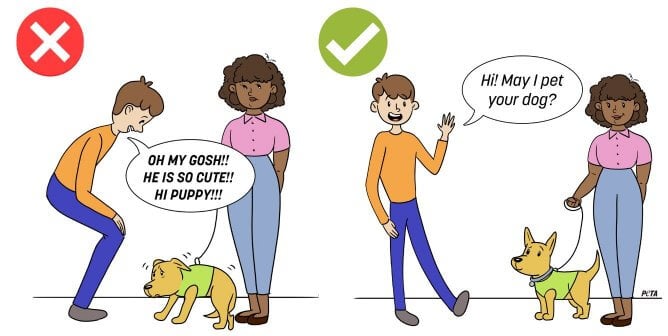 The do's and don'ts of greeting a dog