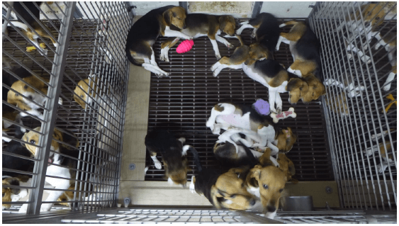usda inspection of envigo facility, beagles in cage