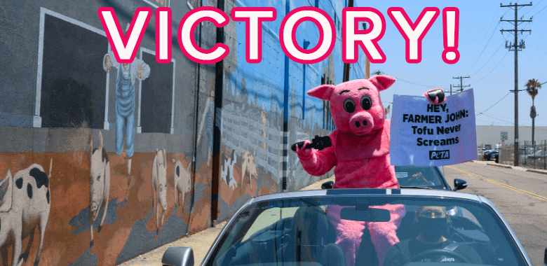 PETA protest with pandemic pig, text reads "victory!"