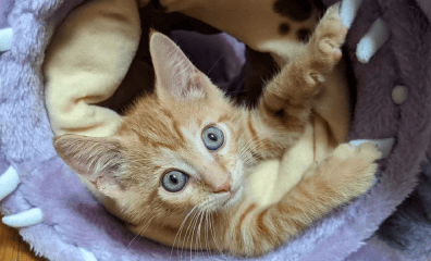 PETA Rescued 12-Week-Old Finnegan From Under a Mobile Home—Now He Awaits Adoption