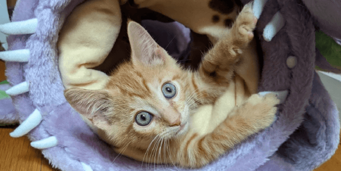 PETA Rescued 12-Week-Old Finnegan From Under a Mobile Home—Now He Awaits Adoption