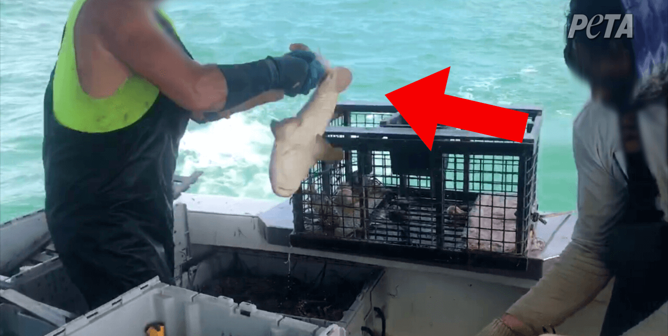 stone crab fisher slams shark against boat, investigations lead to change in 2022