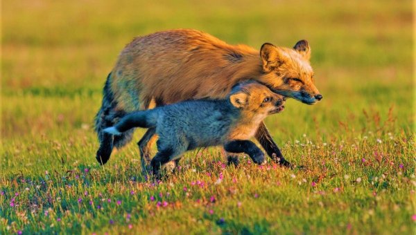Virginia Residents: Demand an End to Wildlife-Killing Contests!