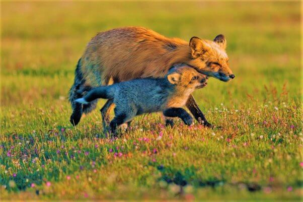 Parent and Pup Running through field together