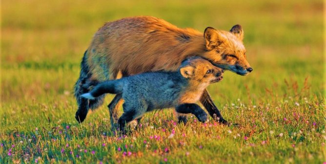 Parent and Pup Running through field together