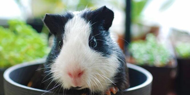 Black and white guinea pig sitting in a cup