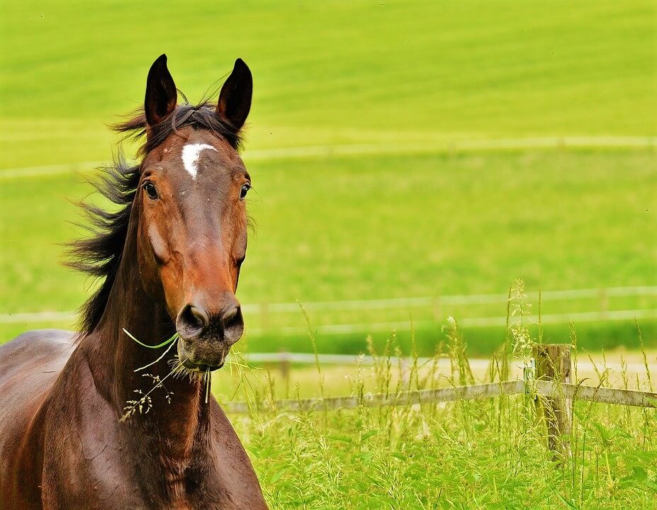Brown horse eating in a field