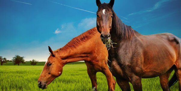 two brown horses eating grass
